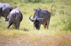 Gnou - Connochaetes taurinus<br>Kenya