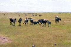 Gnou - Connochaetes taurinus<br>Kenya