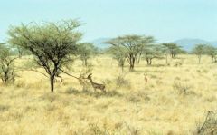 Guérénuk - Litocranius walleri<br>Kenya