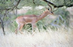 Guérénuk - Litocranius walleri<br>Kenya