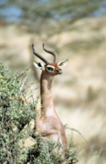 Guérénuk - Litocranius walleri<br>Kenya