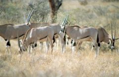 Oryx gazelle - Oryx gazella<br>Kenya