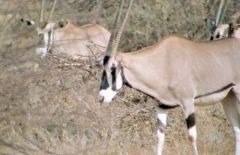 Oryx gazelle - Oryx gazella<br>Kenya