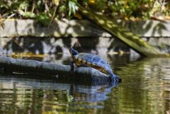 Tortue de Floride sur le Loing - Trachemys scripta elegans<br>Seine et Marne