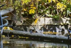 Tortue de Floride sur le Loing - Trachemys scripta elegans<br>Seine et Marne