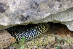 Couleuvre verte et jaune - Hierophis viridiflavus - Western Whip Snake<br>Snail Kite<br>Vendée