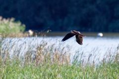 Busard des roseaux ♀ - Circus aeruginosus - Western Marsh Harrier<br>Vendée