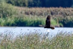 Busard des roseaux ♀ - Circus aeruginosus - Western Marsh Harrier<br>Vendée