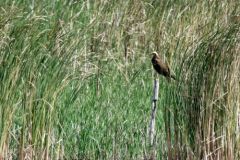 Busard des roseaux ♀ - Circus aeruginosus - Western Marsh Harrier<br>Vendée