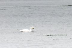 Cygne de Bewick (ou siffleur) - Cygnus columbianus - Tundra Swan<br>Vendée