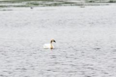 Cygne de Bewick (ou siffleur) - Cygnus columbianus - Tundra Swan<br>Vendée