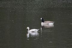 Oie à tête barrée - Anser indicus - Bar-headed Goose - Région parisienne