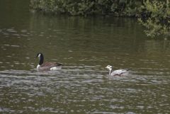 Oie à tête barrée - Anser indicus - Bar-headed Goose - Région parisienne