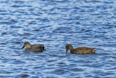 Canard chipeau (couple) - Mareca strepera - Gadwall<br>Région parisienne