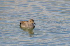 Canard chipeau ♂ - Mareca strepera - Gadwall<br>Région parisienne