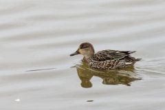 Sarcelles d’hiver ♀ - Anas crecca<br>Eurasian Teal<br>Plaine de Sorques