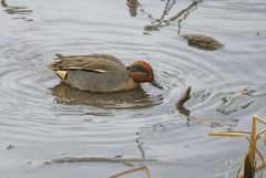 Sarcelle d’hiver ♂ - Anas crecca<br>Eurasian Teal<br>Plaine de Sorques