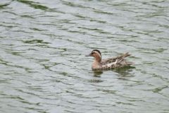 Sarcelle d’été ♂ - Anas querquedula - Garganey<br>Plaine de Sorques