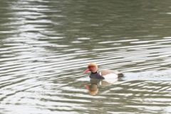 Nette rousse ♂ - Netta rufina - Red-crested Pochard<br>Région parisienne