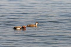 Nettes rousses (couple) - Netta rufina - Red-crested Pochard<br>Région parisienne