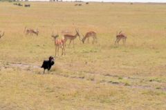 Bucorve du Sud ou calao terrestre - Bucorvus leadbeateri<br>Southern Ground Hornbill<br>Kenya