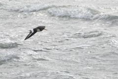 Huîtrier pie - Haematopus ostralegus - Eurasian Oystercatcher<br>Charente maritime