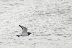 Huîtrier pie - Haematopus ostralegus - Eurasian Oystercatcher<br>Charente maritime