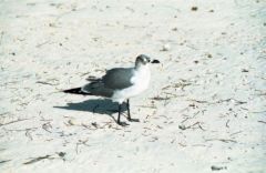 Mouette de 
Franklin - Leucophaeus pipixcan<br>Franklin’s Gull<br>Floride