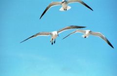 Mouette de 
                                                                                                                                Franklin - Leucophaeus pipixcan<br>Franklin’s Gull<br>Floride