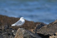 Mouette tridactyle - Rissa tridactyla - Black-legged Kittiwake<br>Vendée