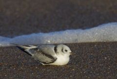 Mouette tridactyle (juvénile) - Rissa tridactyla - Black-legged Kittiwake<br>Vendée