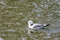 Mouette tridactyle (juvénile) - Rissa tridactyla - Black-legged Kittiwake<br>Vendée