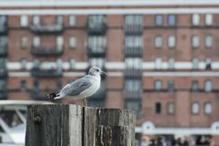 Goéland cendré - Larus 
canus<br>Mew Gull<br>Londre