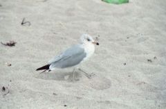 Goéland à bec cerclé 
(juvénile) - Larus delawarensis<br>Ring-billed Gull<br>Floride