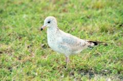 Goéland à bec cerclé - Larus 
delawarensis<br>Ring-billed Gull<br>Floride