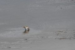 Bécasseau minute - Calidris minuta - Little Stint<br>Vendée