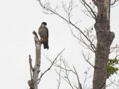 Faucons hobereaux -  Falco subbuteo<br>Eurasian Hobby<br>Plaine de Sorques