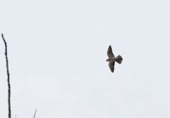 Faucon hobereau -  Falco subbuteo - Eurasian Hobby<br>Etang aux moines