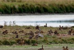 Grue cendrée - Grus grus - Common Crane<br>Vendée