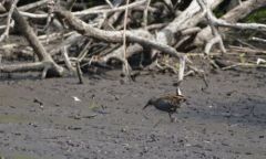 Râle d'eau - Rallus aquaticus - Water Rail<br>Région Parisienne