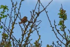 Bruant zizi ♂  -  Emberiza cirlus<br>Cirl Bunting<br>Région parisienne