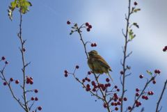 Bruant zizi ♂  -  Emberiza cirlus<br>Cirl Bunting<br>Région parisienne