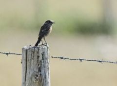 Tarier des prés - Saxicola rubetra - Whinchat<br>Vendée