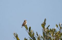 Tarier des prés - Saxicola rubetra - Whinchat<br>Vendée