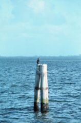 Cormoran à aigrettes - Phalacrocorax auritus - Double-crested Cormorant<br>Floride