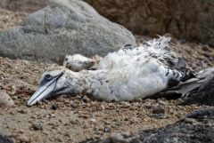 Fou de Bassan - Morus bassanus - Northern Gannet<br>Vendée