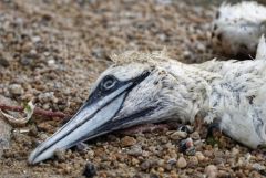 Fou de Bassan - Morus bassanus - Northern Gannet<br>Vendée