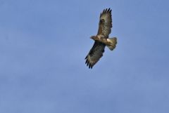 Buse variable - Buteo buteo - Common Buzzard<br>Région Parisienne