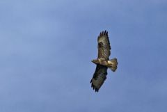 Buse variable - Buteo buteo - Common Buzzard<br>Région Parisienne