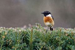 Tarier pâtre ♂ - Saxicola rubicola - European Stonechat<br>Région Parisienne